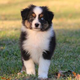 Black Tri Male 2 - Black tri-color male Australian Shepherd puppy in Northport, Alabama from Sipsey River Australian Shepherds
