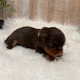 Green Boy - Chocolate male Cavalier King Charles Spaniel puppy in Ellisville, Mississippi from Malu Lani Cavaliers