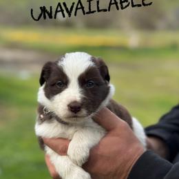 Manny - Red male Border Collie puppy in Sanger, California from Flying M Cactus Ranch Buddies