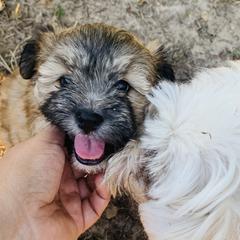Mal-Shi Puppies from Rosy's Mal-Shi