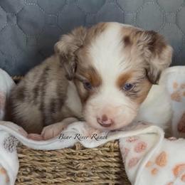 Purple collar - Red merle female Miniature American Shepherd puppy in Pueblo West, Colorado from Bear River Ranch LLC