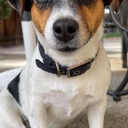 Russell Terriers from Jack Russell Golden State Warriors