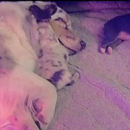 Australian Shepherd Puppies from Crystalbrook Aussies