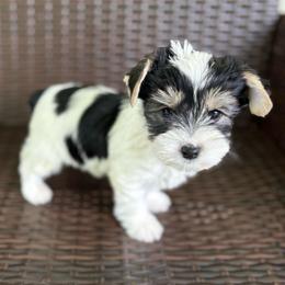 Milo - Parti male Yorkshire Terrier puppy in Florence, Alabama from Yorkies of Forest Creek