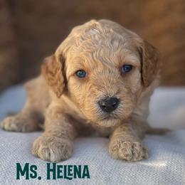 Ms. Helena - Apricot female Cavapoo puppy in Sacramento, California from Dandy Doodles Goldendoodles