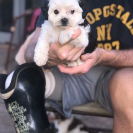 Boy 2 - Black and white male Shihpoo puppy in Eldon, Missouri from B&B Designer Shihpoo’s