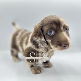 Hurley - Dapple male Dachshund puppy in Boise, Idaho from Stack Rock Mini Dachshunds