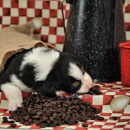 Australian Shepherd Puppies from Dovehawk Australian Shepherds