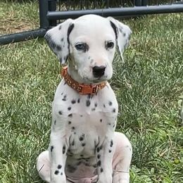 Dalmatian Puppies from Dalmatian Creation