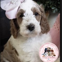 Goldendoodle Puppies from Best Doodles