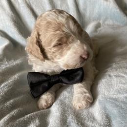 English Springer Spaniel, Poodle, and Springerdoodle Puppies from SpringerDoodles at the Beach