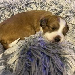 Sadie - Sable female Aussiedoodle puppy in Columbia, Kentucky from Burton's Precious Doodles