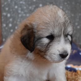 Betsy - Great Pyrenees puppy in Arroyo Grande, California from Wild Bunch Ranch - Home of Le Patou Great Pyrenees