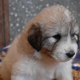 Betsy - Great Pyrenees puppy in Arroyo Grande, California from Wild Bunch Ranch - Home of Le Patou Great Pyrenees