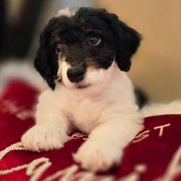 Sinatra - Tri-color male Double Doodle puppy in Prescott Valley, Arizona from Ramirez Family Doodles