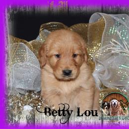 Betty Lou - Dark golden female Golden Retriever puppy in Anson, Texas from Diamond Bar N Ranch