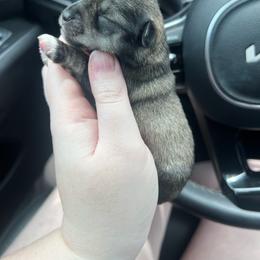 Girl 1 - Salt and pepper female Miniature Schnauzer puppy in Center Ridge, Arkansas from J Bar B Kennels