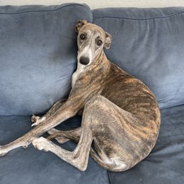 Gracie - Whippet
