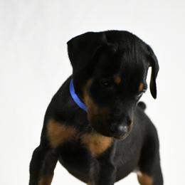 Arrow - Black and rust male Doberman Pinscher puppy in Overton, Texas from Obsidian Kennel