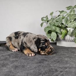 Chase NALC - Blue merle male Catahoula Leopard Dog puppy in Doerun, Georgia from Twig & Tail Puppies