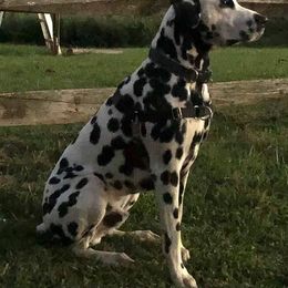 Dalmatian All Grown Up from Antietam Dalmatians