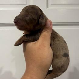 Emmy - Dapple female Dachshund puppy in Fort Myers, Florida from Lady Margery’s Dachshunds
