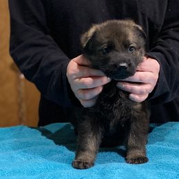 German Shepherd and Miniature American Shepherd Puppies from Von Südwest German Shepherds and Mini American Shepherds
