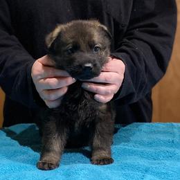 German Shepherd and Miniature American Shepherd Puppies from Von Südwest German Shepherds and Mini American Shepherds