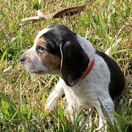 Beagle Puppies from Southern Skye Farm