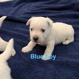 Boy 1 - White male West Highland White Terrier puppy in Idabel, Oklahoma from Ravens Nest Westies