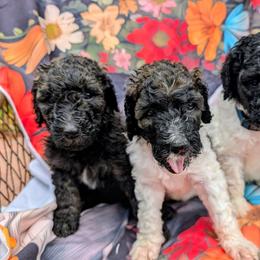 Peggy - Parti female Poodle puppy in Canton, South Dakota from Van Der Poodles