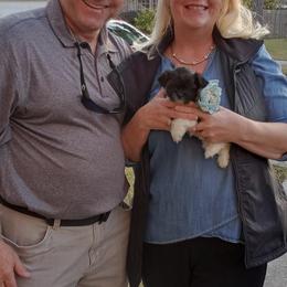 Shih Tzu Puppies from S&K shih tzu’s