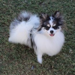 Millie - Pomeranian