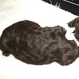 Goldendoodle and Poodle Puppies from David & Patricia Elliott