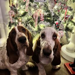 Basset Hound puppies from Blessed Bassets