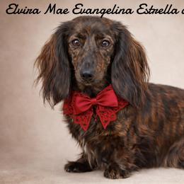 Ellie - Dachshund