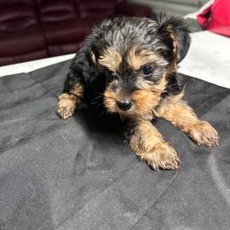 Tucker - Black and tan male Yorkshire Terrier puppy in Kingston, Oklahoma from Lake Life