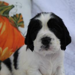 Spruce - Black and white male English Springer Spaniel puppy in Lexington, South Carolina from House Tiner Springers