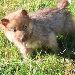 Dobby - Red and white male Siberian Husky puppy in Vale, North Carolina from Sirens Song Siberian Huskies
