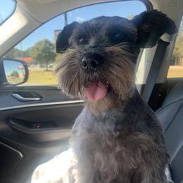 Bella - Miniature Schnauzer