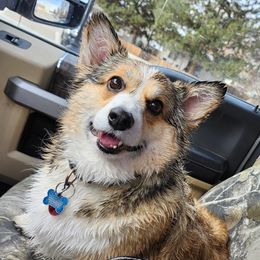 Sandy - Pembroke Welsh Corgi