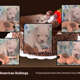 Smores - White male American Bulldog puppy in Three Rivers, Michigan from Jemms Kennels