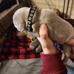 Black Collar - Silver gray Weimaraner puppy in Mount Cory, Ohio from Dustin's Weimeraners