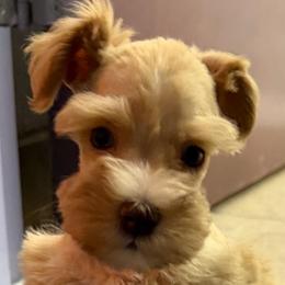 Mango - Wheaten female Miniature Schnauzer puppy in Groesbeck, Texas from Ranch 4M