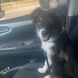 Australian Shepherd and Miniature Australian Shepherd Puppies from Donaldson Aussies