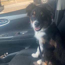 Australian Shepherd and Miniature Australian Shepherd Puppies from Donaldson Aussies