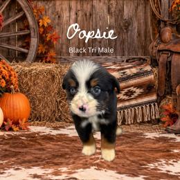 Oopsie - Black tri male Miniature Australian Shepherd puppy in Oronogo, Missouri from Dutton's Show Me Farms