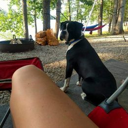 Boxer Puppies from SmashBox Kennel