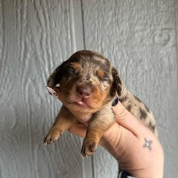 Chocolate chip - Dapple male Dachshund puppy in New Mexico from Long Dog Ranch