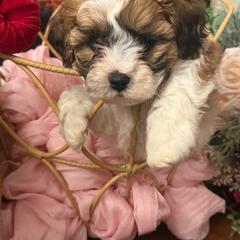 Shichons from Jessica Cupp